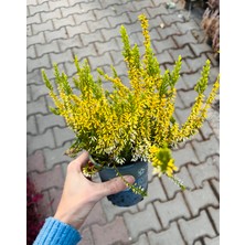 Denizin Garden Erika (Funda) Çiçeği Erica Carnea - Sarı