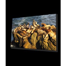 Marsilyan- Fok Balıkları Hayvan Cam Tablo