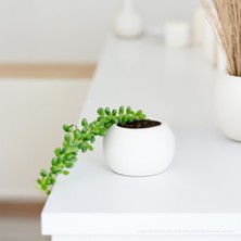 Modern, Şık ve Dekoratif Oval Beton Sukulent Saksısı (Bej - Kırık Beyaz)
