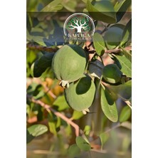 Kaplıca Fidancılık Tüplü Aromalı Feijoa Kaymak Ağacı Fidanı 3 Yaş