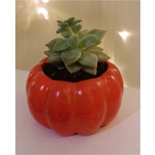 Marsilyan Balkabağı Saksı