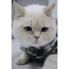 Rastbiero El Örgüsü Kedi Giysisi