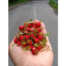 20 Adet Karadeniz Kokulu Yabani Dağ Çileği Fidesi Açık Köklü (10-20 Cm)