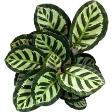 Betonish Calathea Roseopicta (Dua Çiçeği)