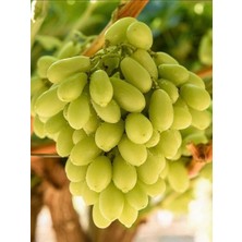 Fidanistanbul Asma Fidanı Hatun Parmağı 3 Yaş Saksıda