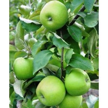 Granny Smith Elma Ağacı (Yeşil Elma) Fidanı