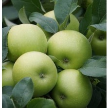 Granny Smith Elma Ağacı (Yeşil Elma) Fidanı