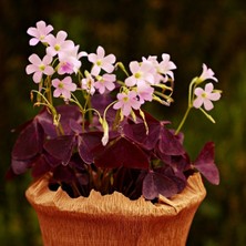 Saksıda Uykuçiçeği / Süsyoncası ( Oxalis Triangularis)