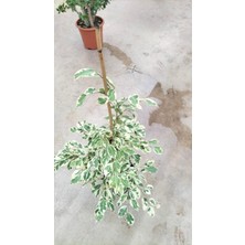 My Çiçekçim Ficus Benjamin Starlight 100 cm
