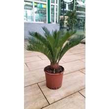My Çiçekçim Cycas Revoluta (Yalancı Palmiye) 50-60 cm Ev,ofis,salon Bitkisi