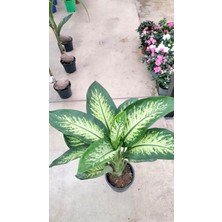 My Çiçekçim Difenbahya (Tropik) - Ağlayan Çiçek 70-90 cm Büyük Boy Salon,ev,ofis Bitkisi