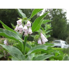 TNC Garden Groups Karakafes Otu Symphytum Officinale
