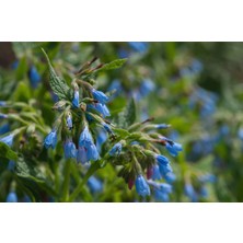TNC Garden Groups Karakafes Otu Symphytum Officinale