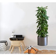 Pratik Saksılı Bitki Tasarımlı Yapışkanlı Sticker Resim 90*30  cm  MC-665