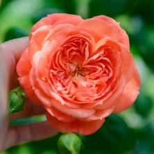 RosaDelAmore Fairytale® Queen