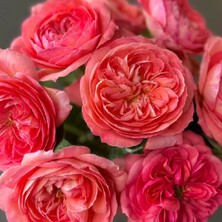 RosaDelAmore Fairytale® Queen