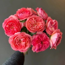 RosaDelAmore Fairytale® Queen