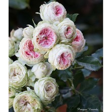 RosaDelAmore Pompon Veranda®