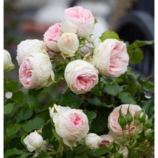 RosaDelAmore Pompon Veranda®