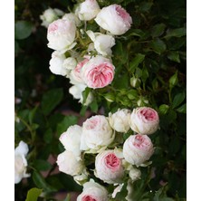 RosaDelAmore Pompon Veranda®