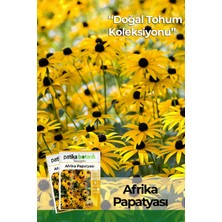 Patika Botanik Afrika Papatyası (Rudbeckia) Çiçek Tohumu 100 Adet