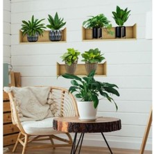 Rozia Raflı Bitki Tasarımlı Yapışkanlı Sticker 20X30 cm 3lü Set Ev Dekorasyonu Çiçek Duvar Çıkartması