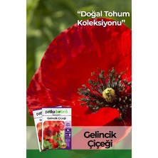 Patika Botanik 50 Adet Gelincik Çiçek Tohumu (Papaver Rhoeas)