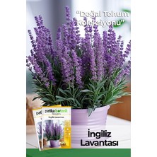 Patika Botanik 20 Adet Bodur (Saksılık) Ingiliz Lavantası Tohumu (English Lavender)