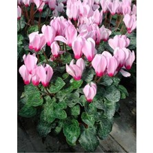 Pembe Beyaz Sıklemen Çiçeği Fidanı 20 cm 40 cm Saksılı