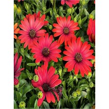 Videolu Kırmızı 1 Adet Çeşme Papatyası 30-45CM Saksılıtüplü ( Red Çeşme Daisy)