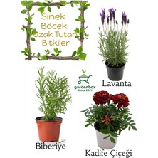 Garden Box Sinek Böcek Kovucu Bitki Seti Lavanta+Biberiye+Çıtır Kadife Çiçeği 10-20 cm Boylarında