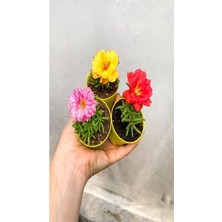 Garden Box İpek ( Kedi Tırnağı) Çiçeği Mini 3 Adet Kırmızı Pembe Turuncu Dış Mekan Bitkisi