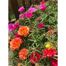 Garden Box Mini Kedi Tırnağı (İpek) Çiçeği 3 Adet Karışık Renkli Dış Mekan Bitkisi