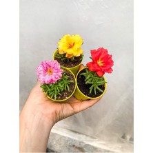 Garden Box Mini Saksıda 2 Adet Katmerli İpek Kedi Tırnağı Bitkisi Çiçekli