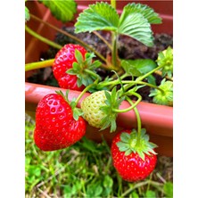 Özel Üretim Çilek Fidesi Saksılı 1 Adet Dış Mekan Bitkisi