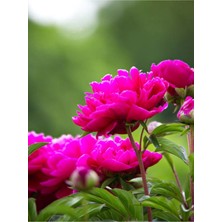 Garden Box Videolu Pembe Şakayık, Erengül Çiçeği 20-30 Saksılı Çiçekli Bodur Bitkiler (Paeoniaceae Pink)