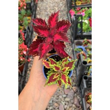 Videolu Karışık Renk Yaprak Güzeli 2 Adet Saksılı/tüplü 10-15CM Salon-Teras Bitkisi (Coleus)