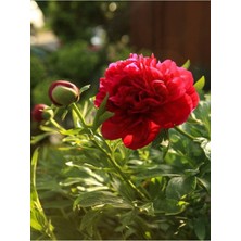 Garden Box Videolu Kırmızı Şakayık, Erengül Çiçeği 20-35 cm Saksılı Çiçekli Bodur Bitkiler(Paeoniaceae Red)