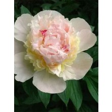 Garden Box Videolu Krem Renk Şakayık Çiçeği Fidanı 20-30 cm Saksılı Çiçekli Bodur Bitkiler Paeoniaceae Cream