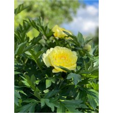 Garden Box Videolu Sarı Şakayık Çiçeği Fidanı 20-30 cm Saksılı Çiçekli Bodur Bitkiler Yellow Paeoniaceae