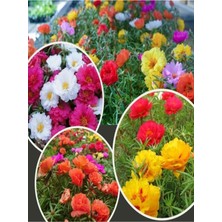 Garden Box Mini Kedi Tırnağı Çiçeği 3 Adet Pembe Sarı Kırmızı Renkli (5 10 cm) Dış Mekan Bitkisi