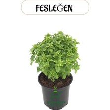 Saksılı Dolgun Formlu Fesleğen Fidesi 15-25CM Ocimum Basilicum