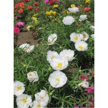 Garden Box Kedi Tırnağı Çiçeği Beyaz Renkli (5-10 cm) 1 Adet Saksılı Dış Mekan Bitkisi