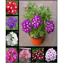 Videolu 2 Adet Karışık Renk Mine Çiçeği 10-20  cm Saksılı Çiçekli Bodur Bitkiler Verbena