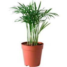 Chamaedorea Elegans Dağ Palmiyesi