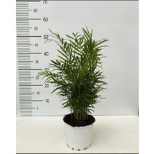 Şamadora Bitkisi Chamaedorea Aleovera 2 Li Set