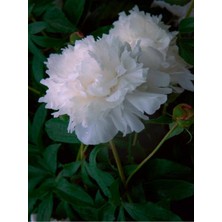 Garden Box Videolu Beyaz Şakayık Erengül Çiçeği 20-30 Saksılı Çiçekli Bodur Bitkiler Paeoniaceae White