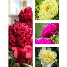 Garden Box Videolu 1 Adet Karışık Şakayık, Erengül Çiçeği 20-30 cm Saksılı Çiçekli Bodur Bitkiler Mix Peonies