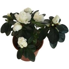 Garden Box Beyaz Açelya Çiçeği