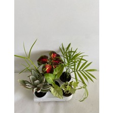 6'lı Bitki Seti Ayı Pençesi+Japon Şemsiyesi+Melek Kanadı+Yaprak Güzeli+Hedera+Areka